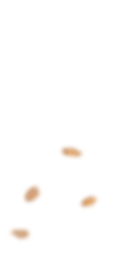 bakery-slider-1-l-4-e1651077841387.png